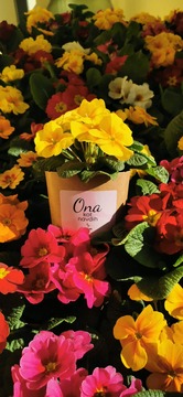 Ona kot navdih, lončnica