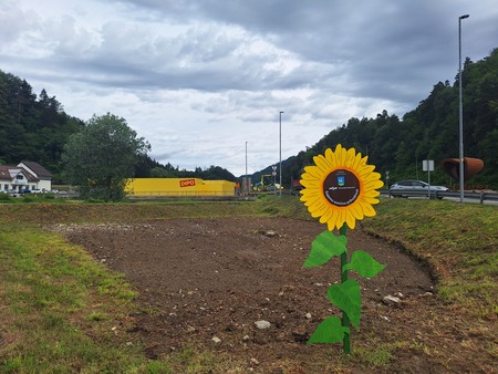 Sejemo sončno prihodnost - sončnica na njivi