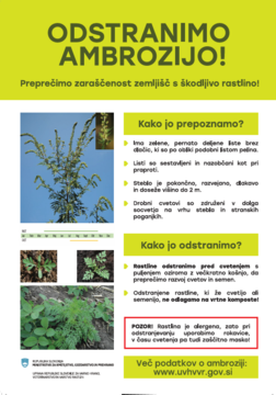 Ambrozija poster